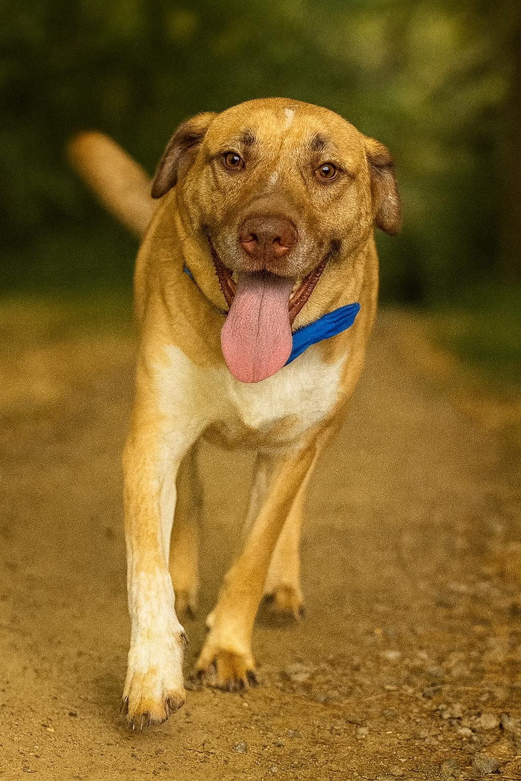 Enlarge Ashuka, a Adoptable mixed breed in Phoenix, AZ image 2/3