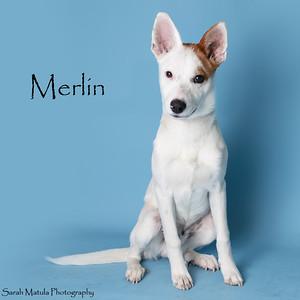 Merlin, Adoptable, Young Male Australian Cattle Dog / Blue Heeler & Mixed Breed.