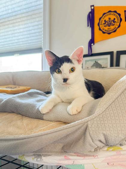 Enlarge Katarina, a Adoptable Domestic Short Hair in Malvern, PA image 1/3
