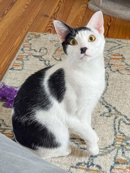 Enlarge Katarina, a Adoptable Domestic Short Hair in Malvern, PA image 2/3