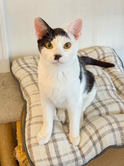 Katarina, Adoptable, Kitten Female Domestic Short Hair & Domestic Short Hair.