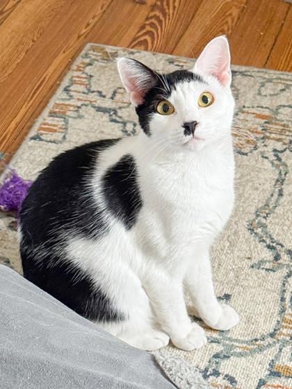 Katarina, a Adoptable Domestic Short Hair in Malvern, PA image 3/3