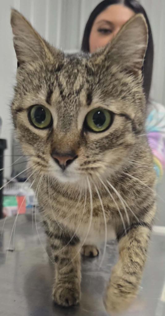 Candy, Adoptable, Adult Female Domestic Short Hair.