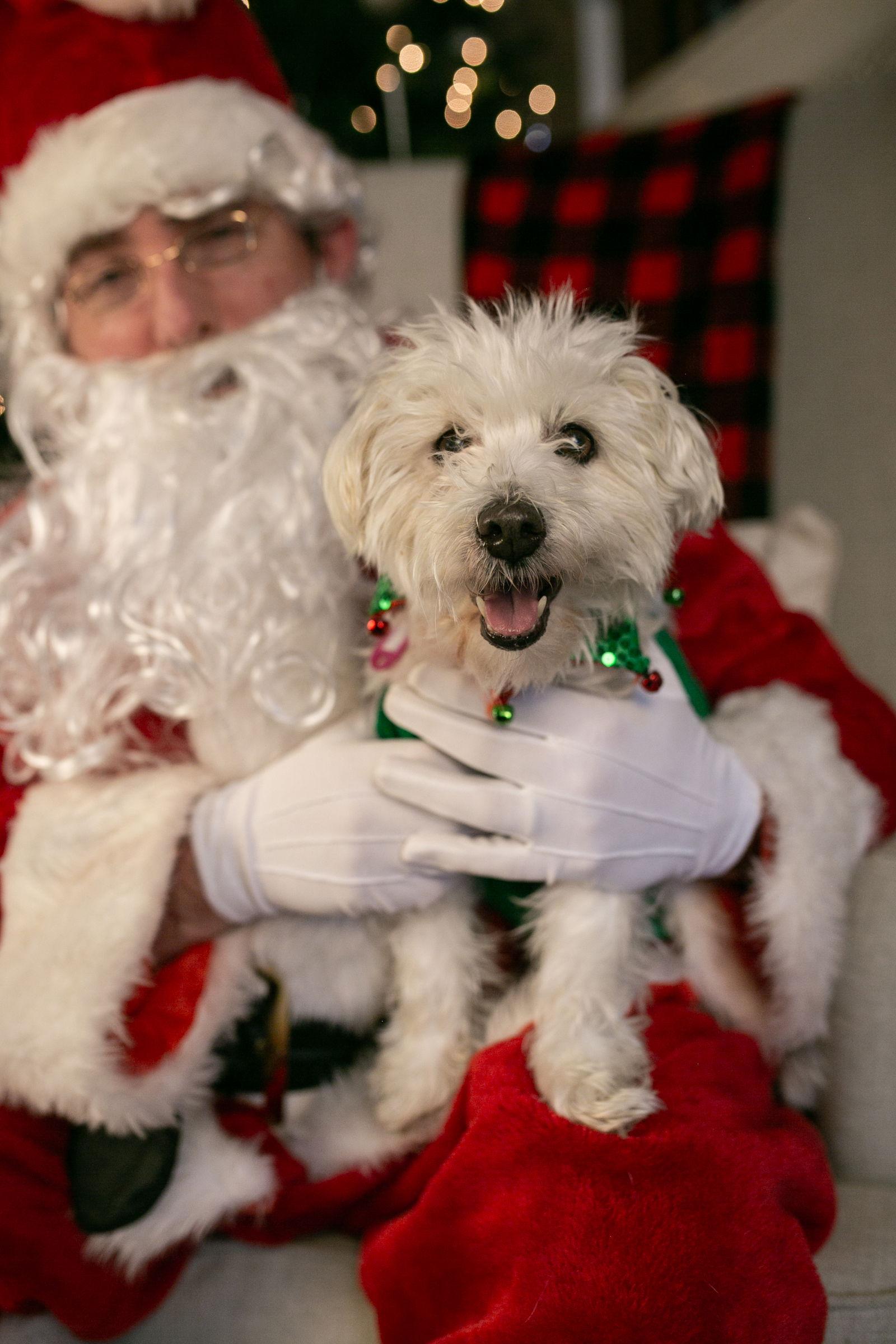 Enlarge Opal, a Adoptable mixed breed in Nashville, TN image 3/3