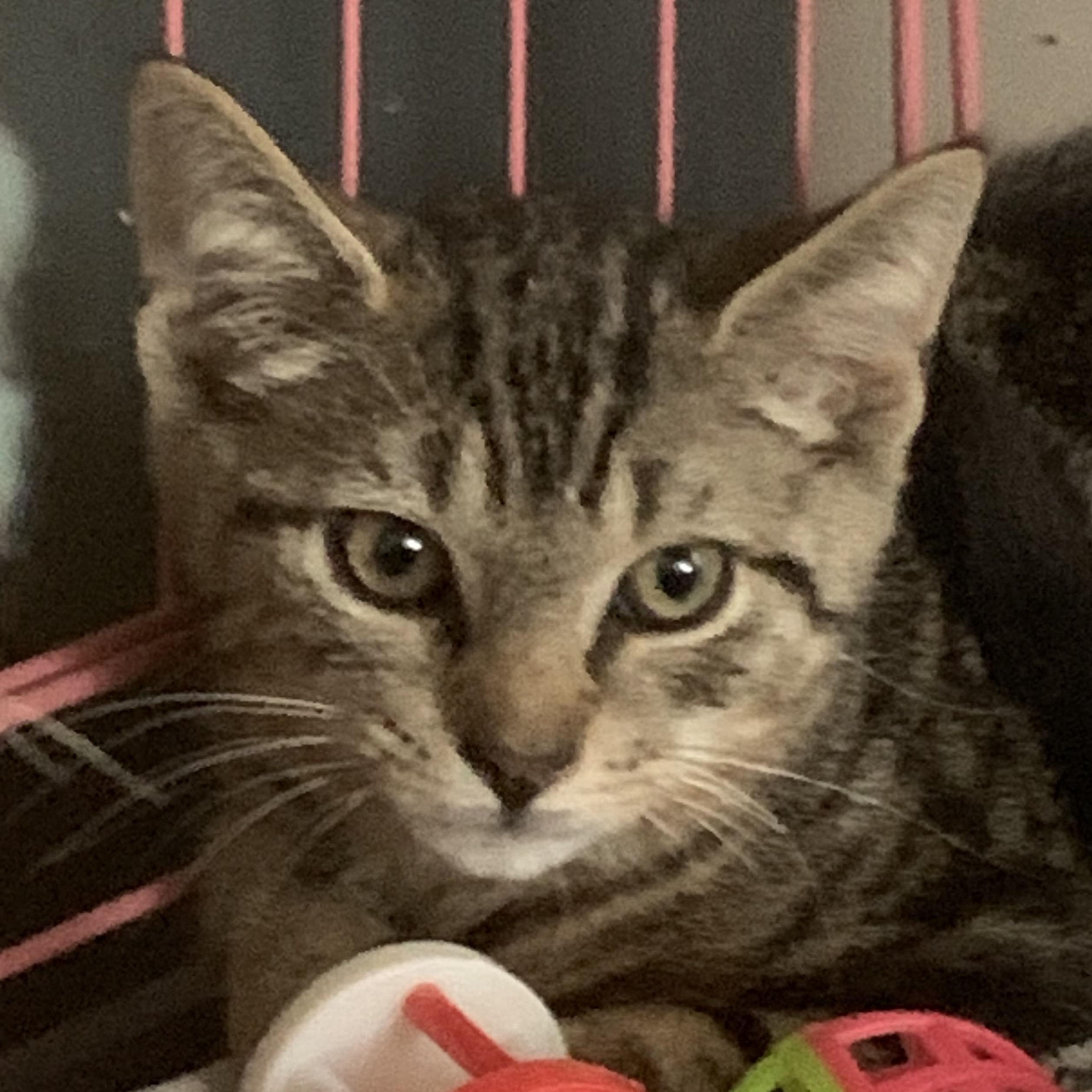 Enlarge Cornflake, a Adoptable Domestic Short Hair in Brooklyn, NY image 1/1