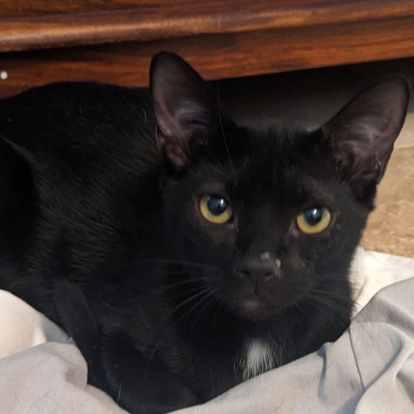 Enlarge Lissandra, a Adoptable Domestic Short Hair in Tampa, FL image 1/1