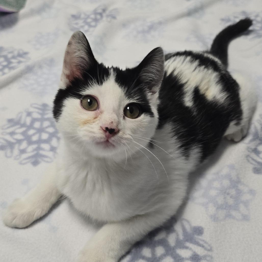 Enlarge Tiki, a Adoptable Domestic Short Hair in East Hanover, NJ image 1/6