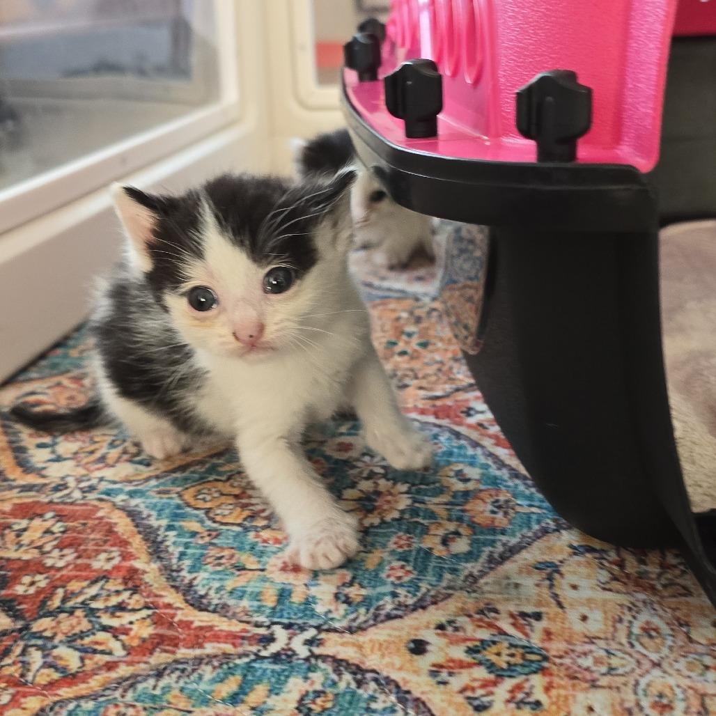 Enlarge Tiki, a Adoptable Domestic Short Hair in East Hanover, NJ image 2/6