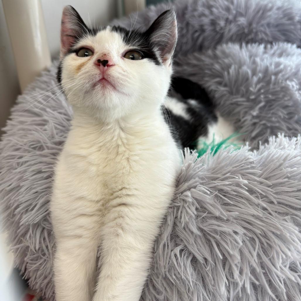 Enlarge Tiki, a Adoptable Domestic Short Hair in East Hanover, NJ image 3/6