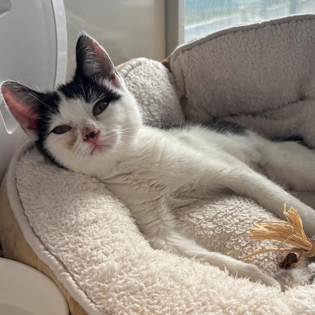 Enlarge Tiki, a Adoptable Domestic Short Hair in East Hanover, NJ image 4/6