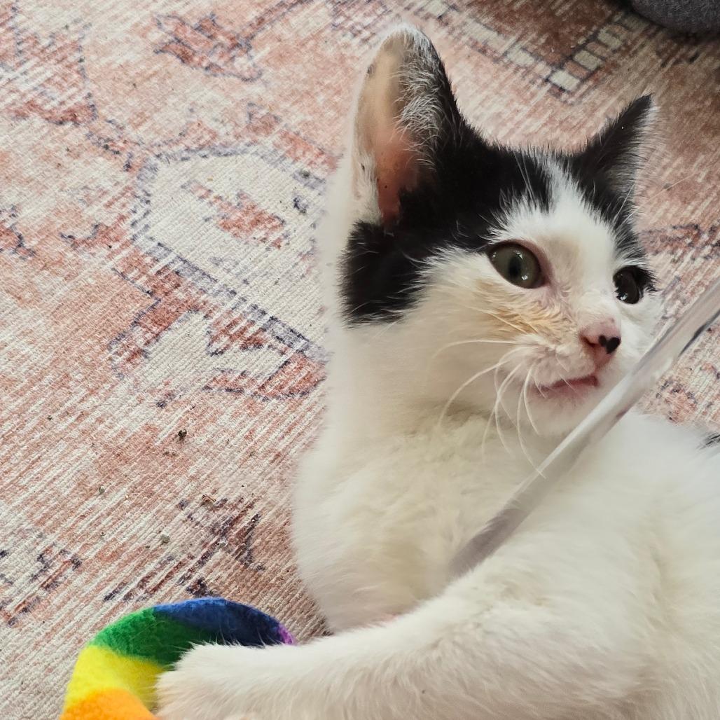 Enlarge Tiki, a Adoptable Domestic Short Hair in East Hanover, NJ image 5/6