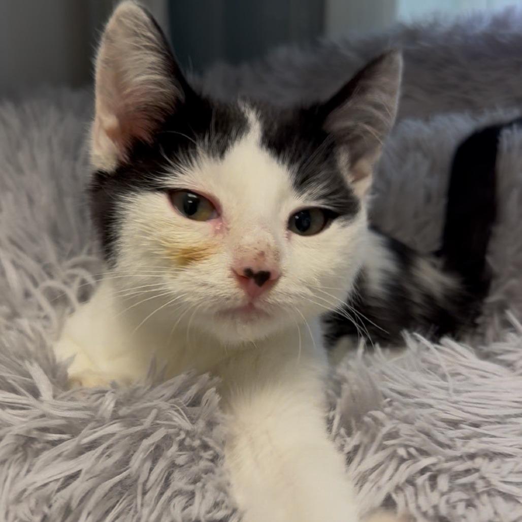 Enlarge Tiki, a Adoptable Domestic Short Hair in East Hanover, NJ image 6/6