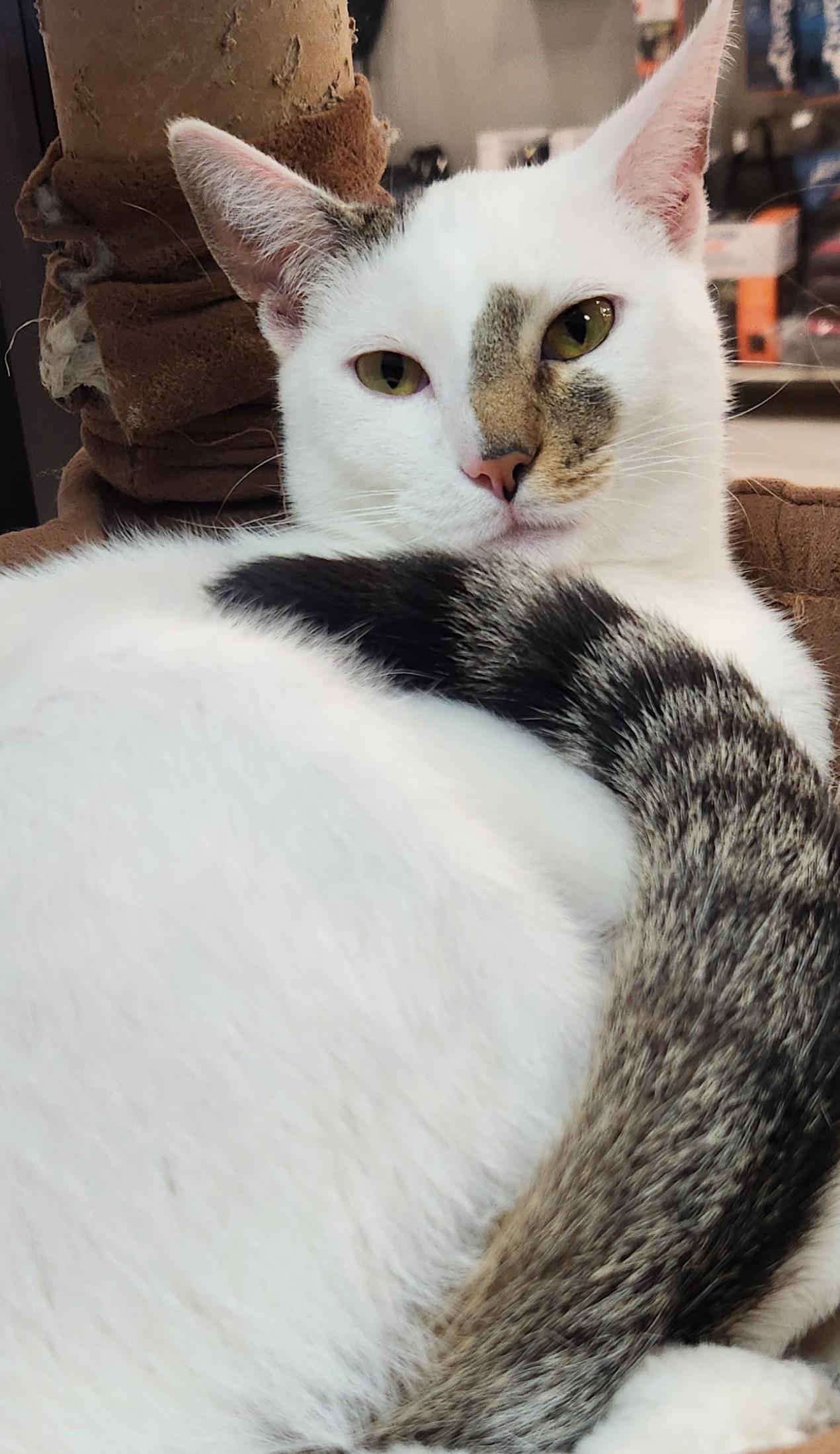 Enlarge Yuki, an adopted Domestic Short Hair in San Antonio, TX image 1/1