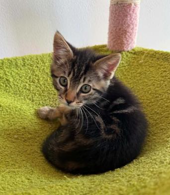 Mike, an adopted mixed breed in Escondido, CA image 2/4