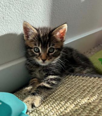 Mike, an adopted mixed breed in Escondido, CA image 1/4