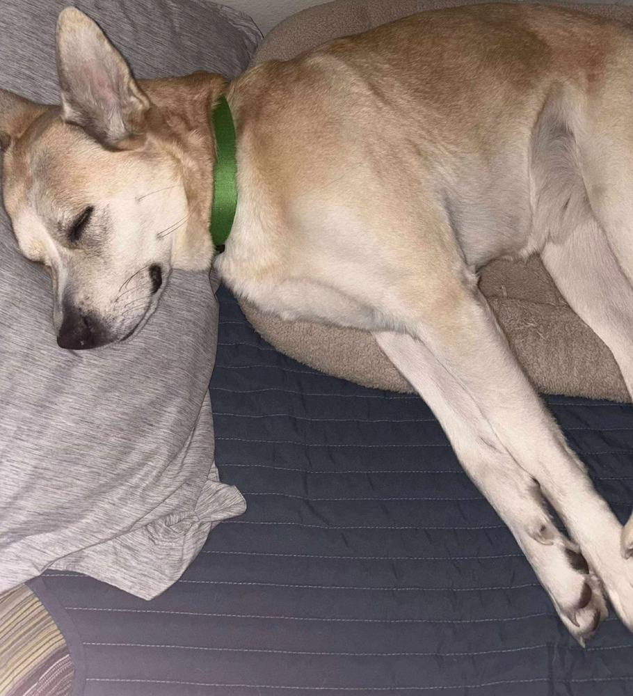 Sedona, Adoptable, Adult Female Husky & Labrador Retriever.