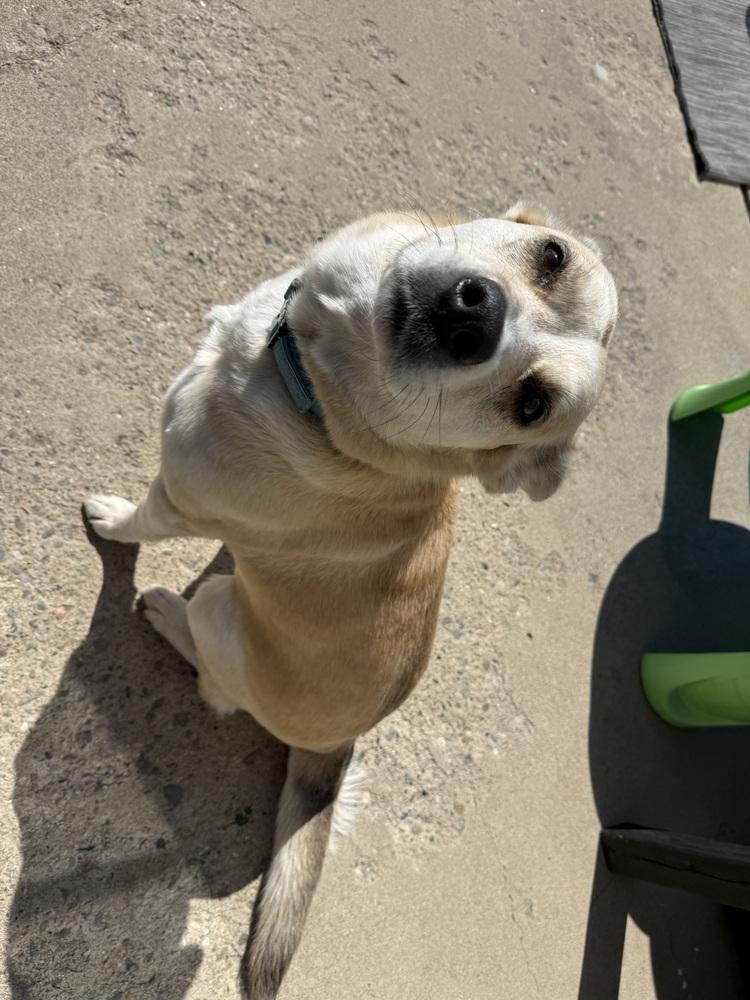 Sedona, Adoptable, Adult Female German Shepherd Dog & Labrador Retriever.