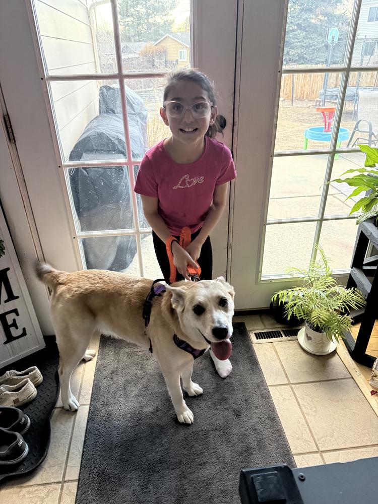 Sedona, Adoptable, Adult Female Shepherd & Labrador Retriever.