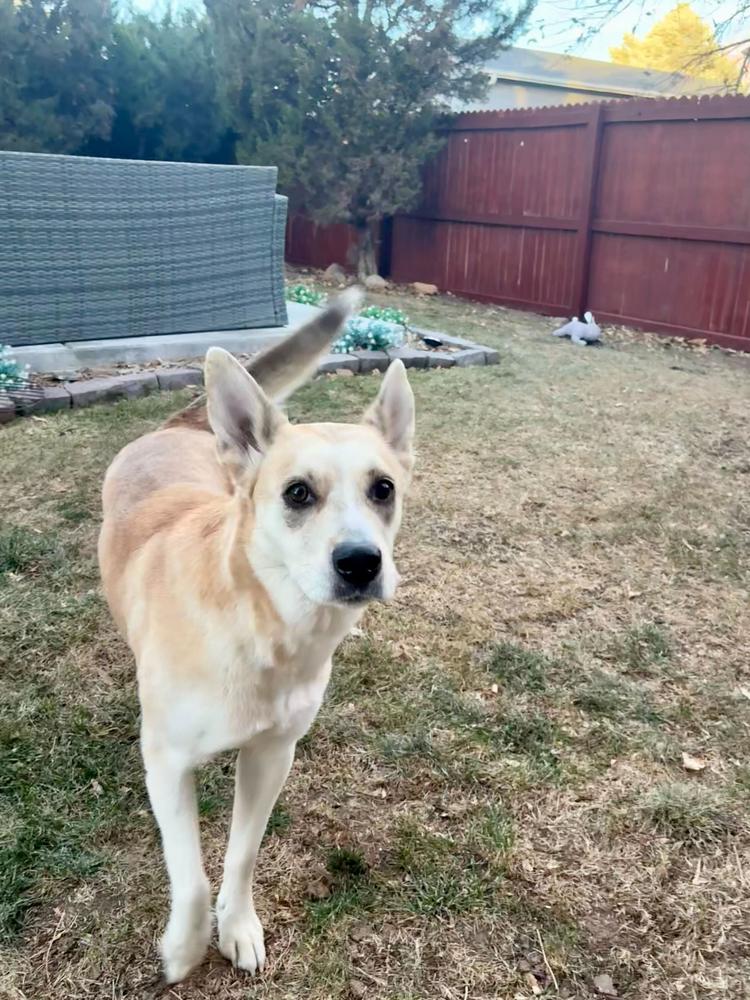 Enlarge Sedona, a Adoptable mixed breed in Aurora, CO image 2/6
