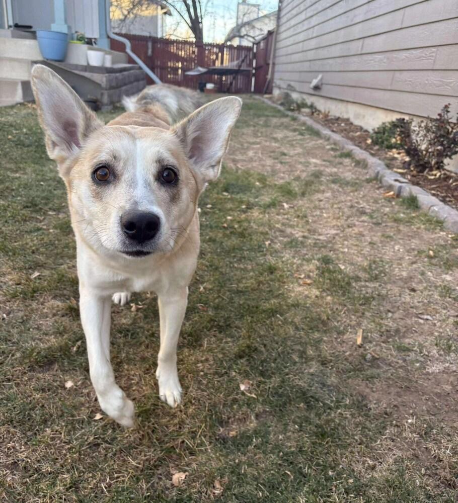 Sedona, a Adoptable mixed breed in Aurora, CO image 5/6