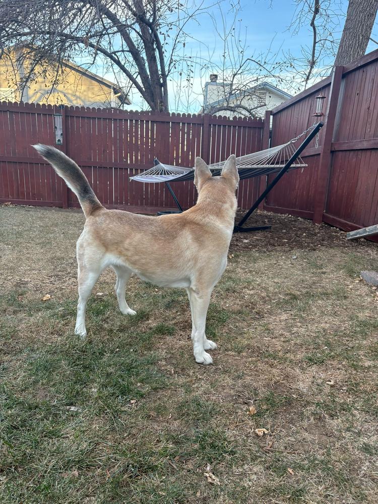 Enlarge Sedona, a Adoptable mixed breed in Aurora, CO image 3/6