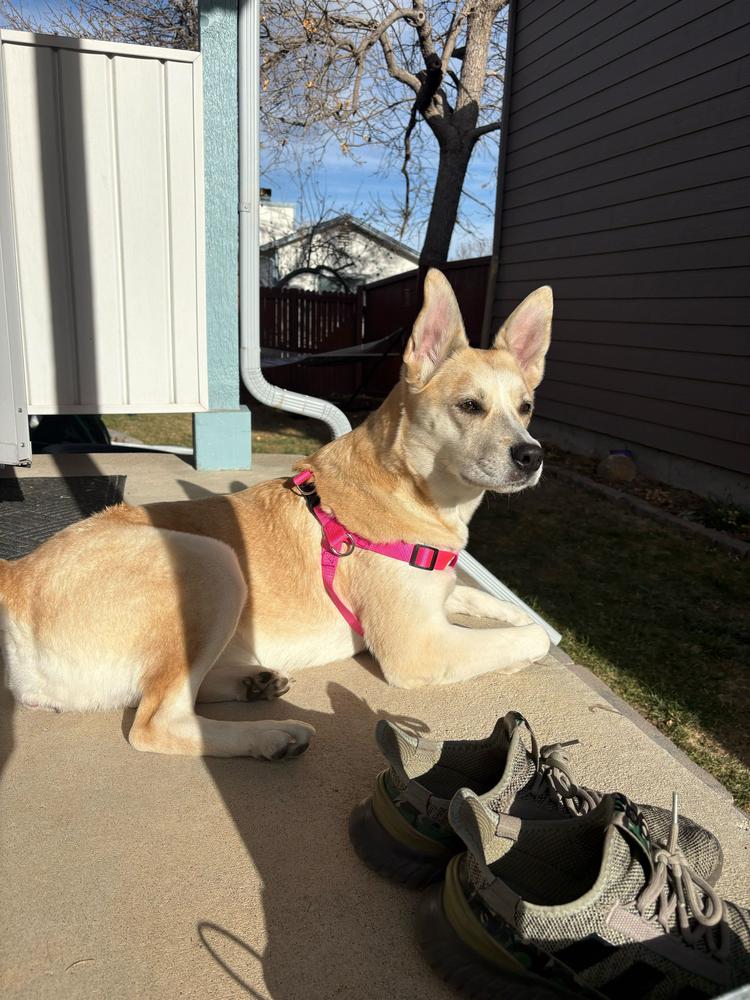 Enlarge Sedona, a Adoptable mixed breed in Aurora, CO image 4/6