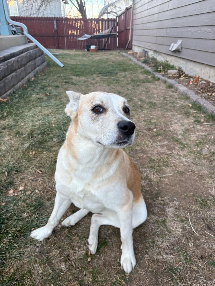 Enlarge Sedona, a Adoptable mixed breed in Aurora, CO image 5/6