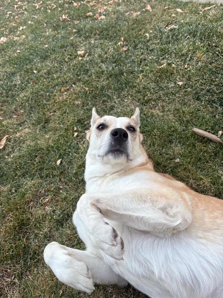 Enlarge Sedona, a Adoptable mixed breed in Aurora, CO image 6/6