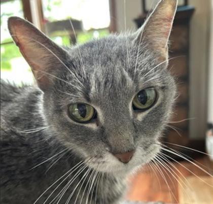 Enlarge Emmy, a Adoptable Domestic Short Hair in Elk Grove Village, IL image 3/5