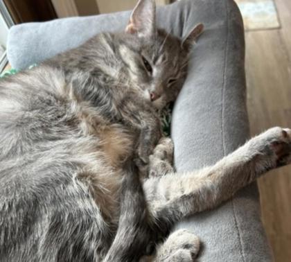 Emmy, Adoptable, Senior Female Domestic Short Hair & Domestic Short Hair.