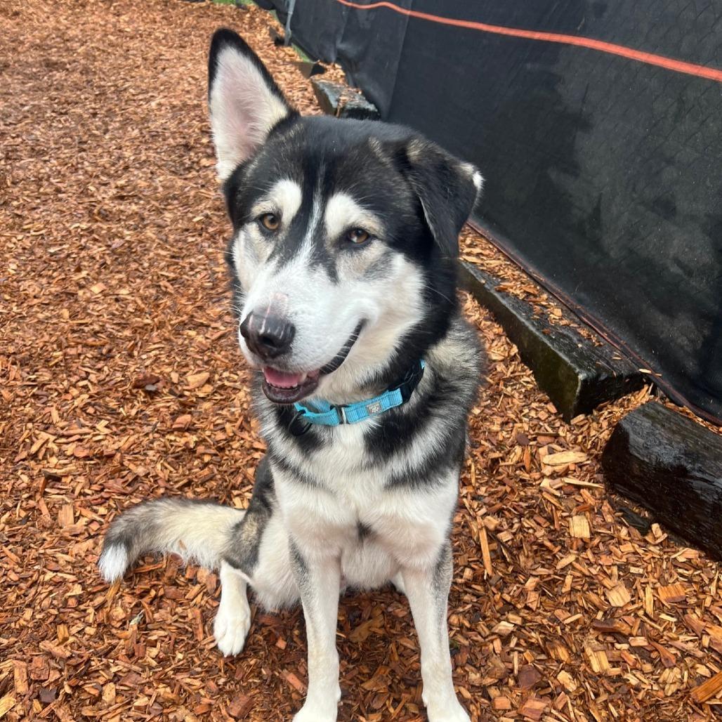 Enlarge Axel, a Adoptable mixed breed in Tacoma, WA image 1/2
