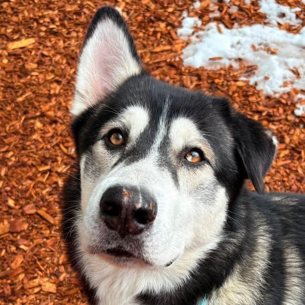Enlarge Axel, a Adoptable mixed breed in Tacoma, WA image 2/2