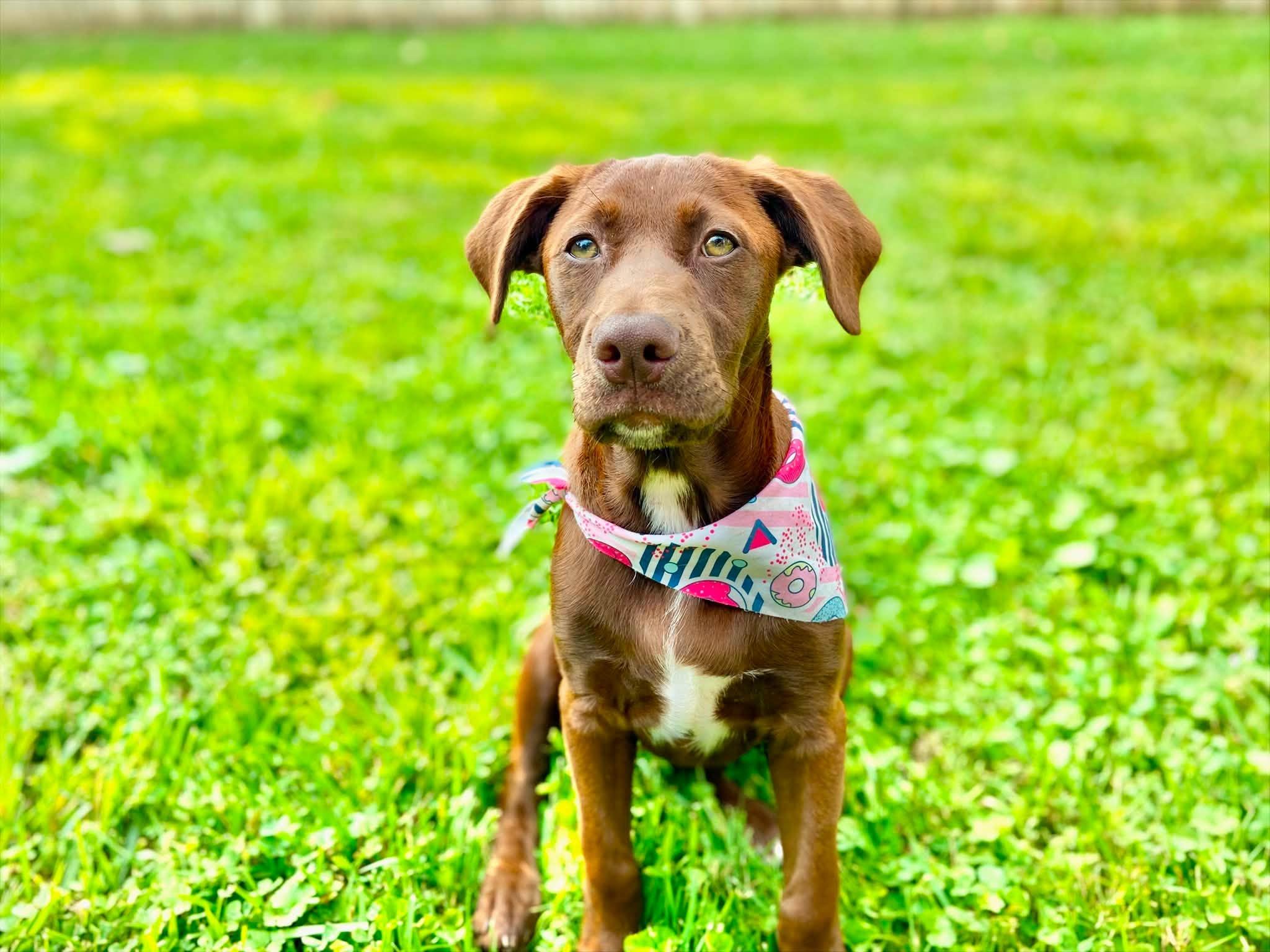Enlarge Juniper, a ADOPTABLE Mixed Breed in Falls Church, VA image 5/5