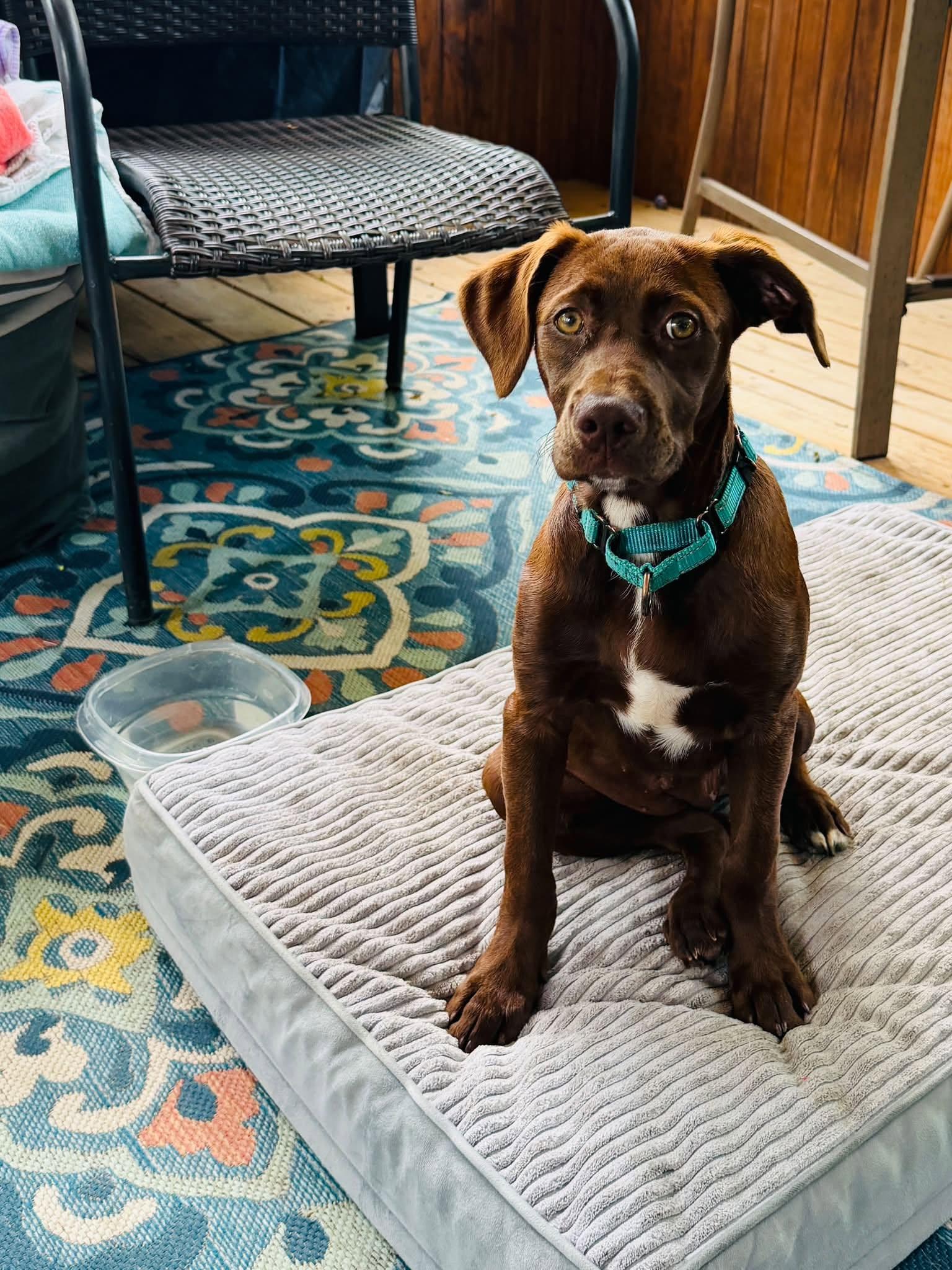 Juniper, ADOPTABLE, Puppy Female Mixed Breed.