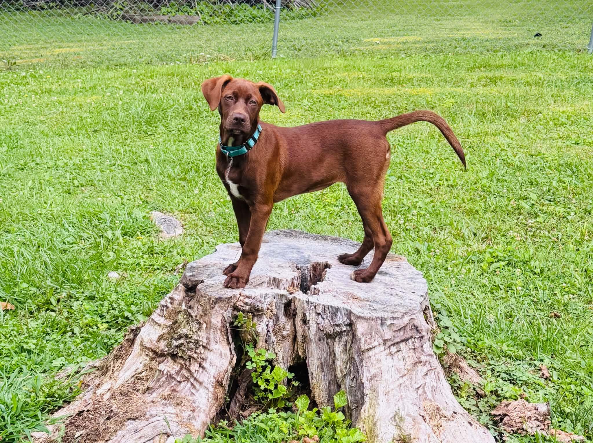 Juniper, a ADOPTABLE Mixed Breed in Falls Church, VA image 5/5