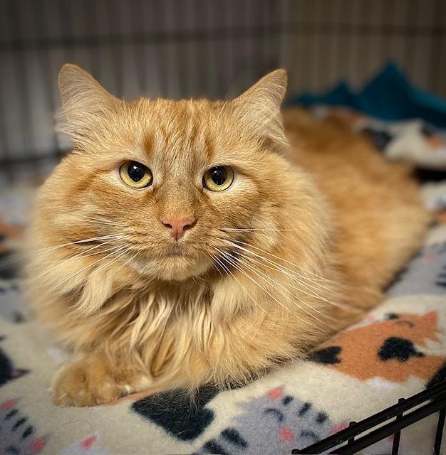 Thor, Adoptable, Adult Male Domestic Long Hair.