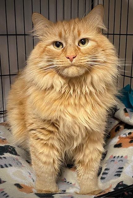 Enlarge Thor, a Adoptable mixed breed in Duxbury, MA image 2/2