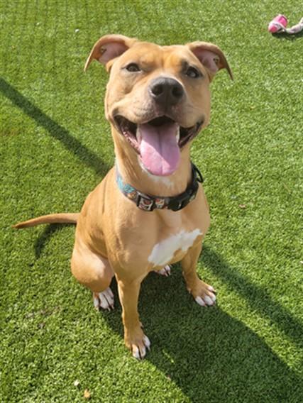 WINNY, Adoptable, Young Female Boxer & Mixed Breed.
