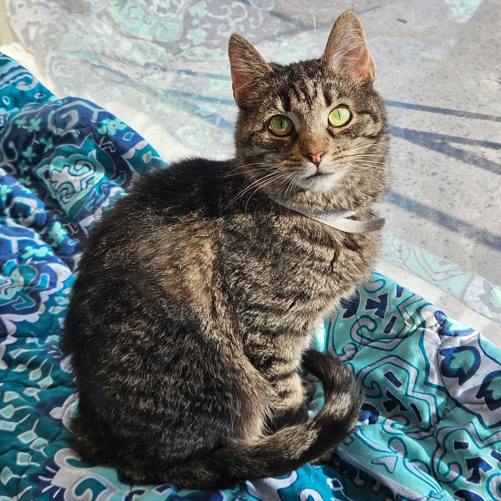 Leah, ADOPTABLE, Adult Female Tabby.