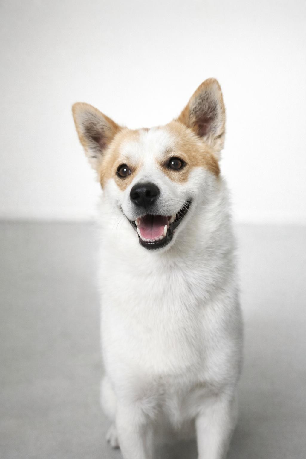 ASHER, ADOPTABLE, Young Male Pembroke Welsh Corgi.