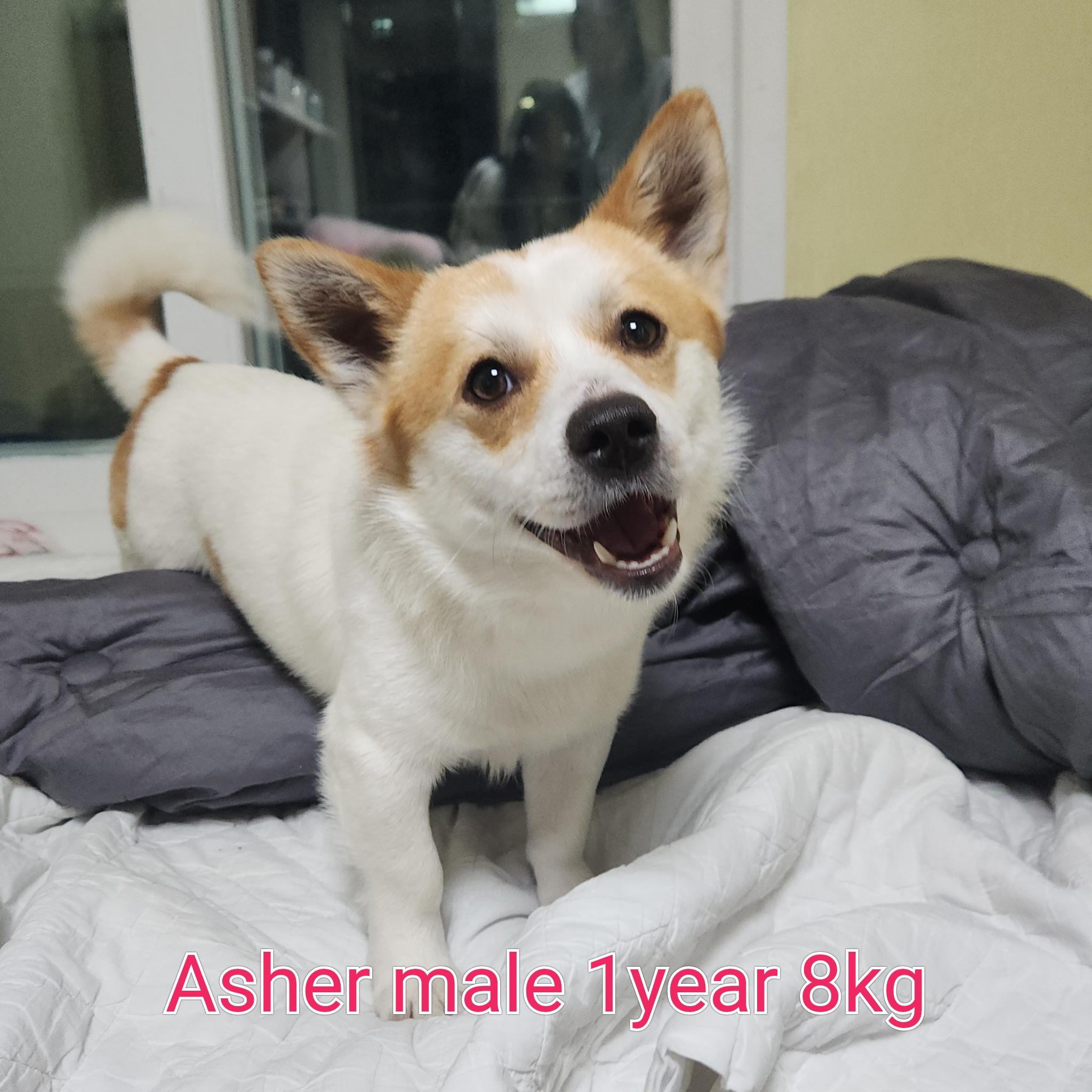 Enlarge ASHER, a ADOPTABLE mixed breed in Centreville, VA image 2/6