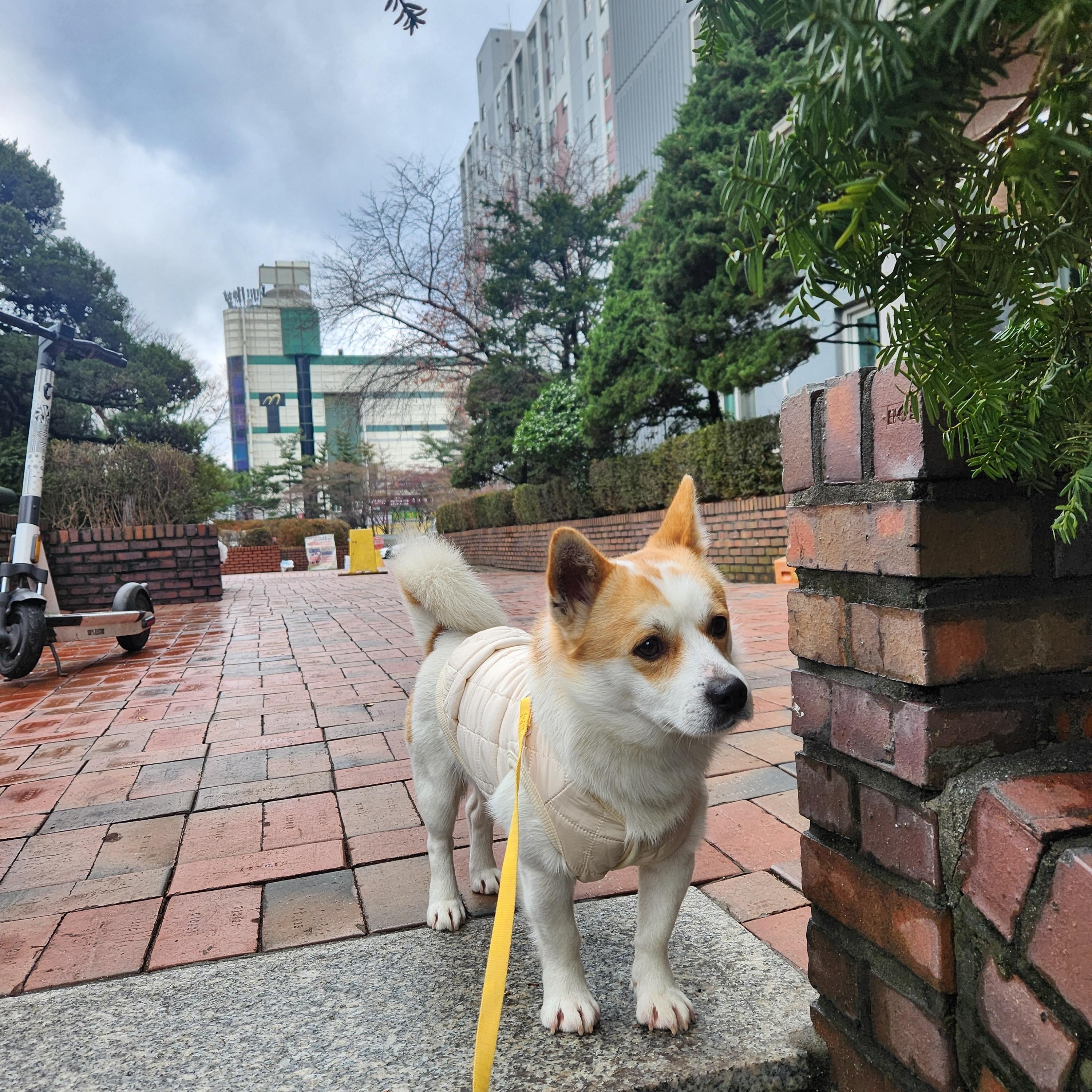 Enlarge ASHER, a ADOPTABLE mixed breed in Centreville, VA image 4/6