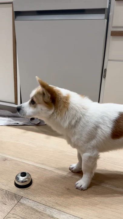 Enlarge ASHER, a ADOPTABLE mixed breed in Centreville, VA video 5/6