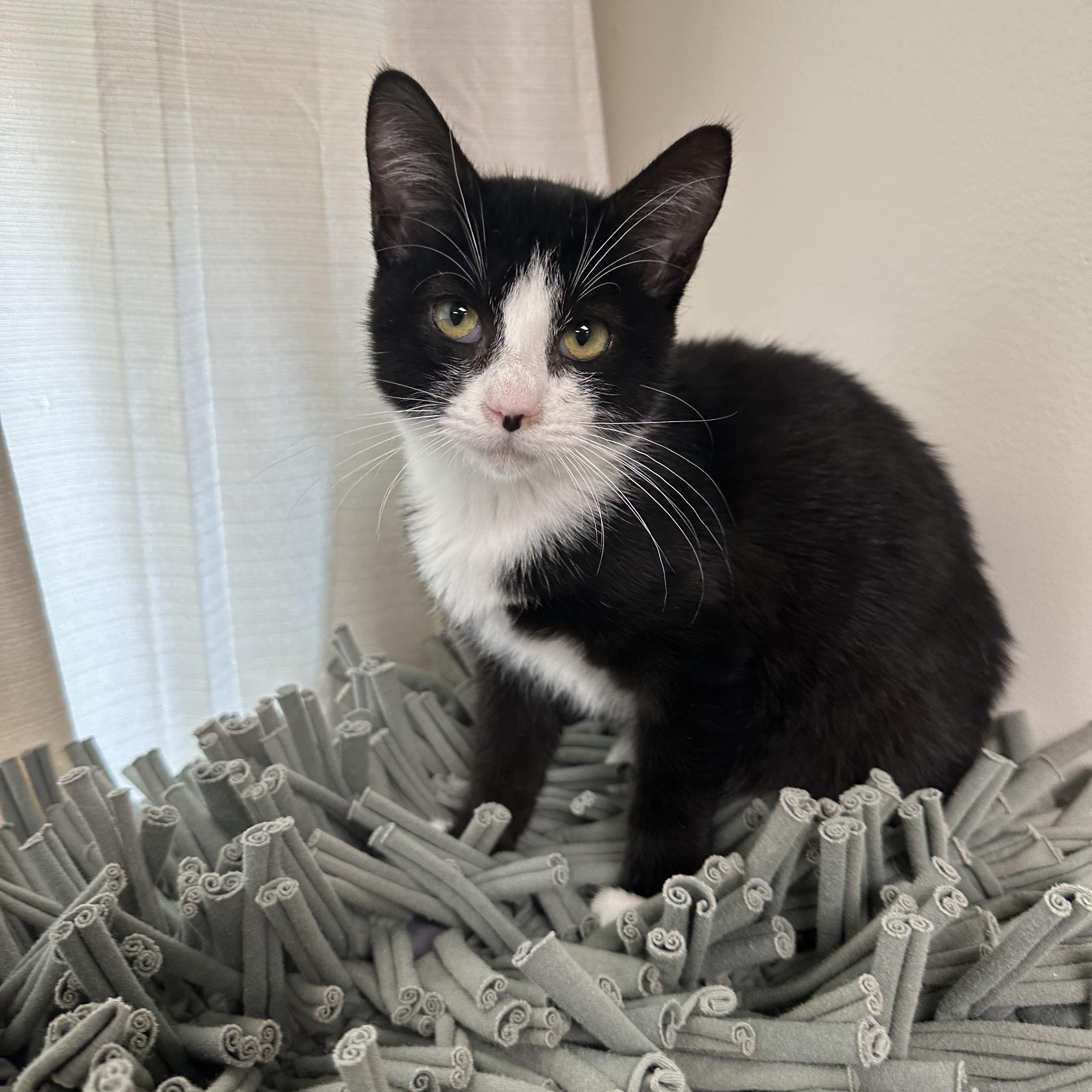 Pocket, Adopted, Kitten Female Tuxedo.