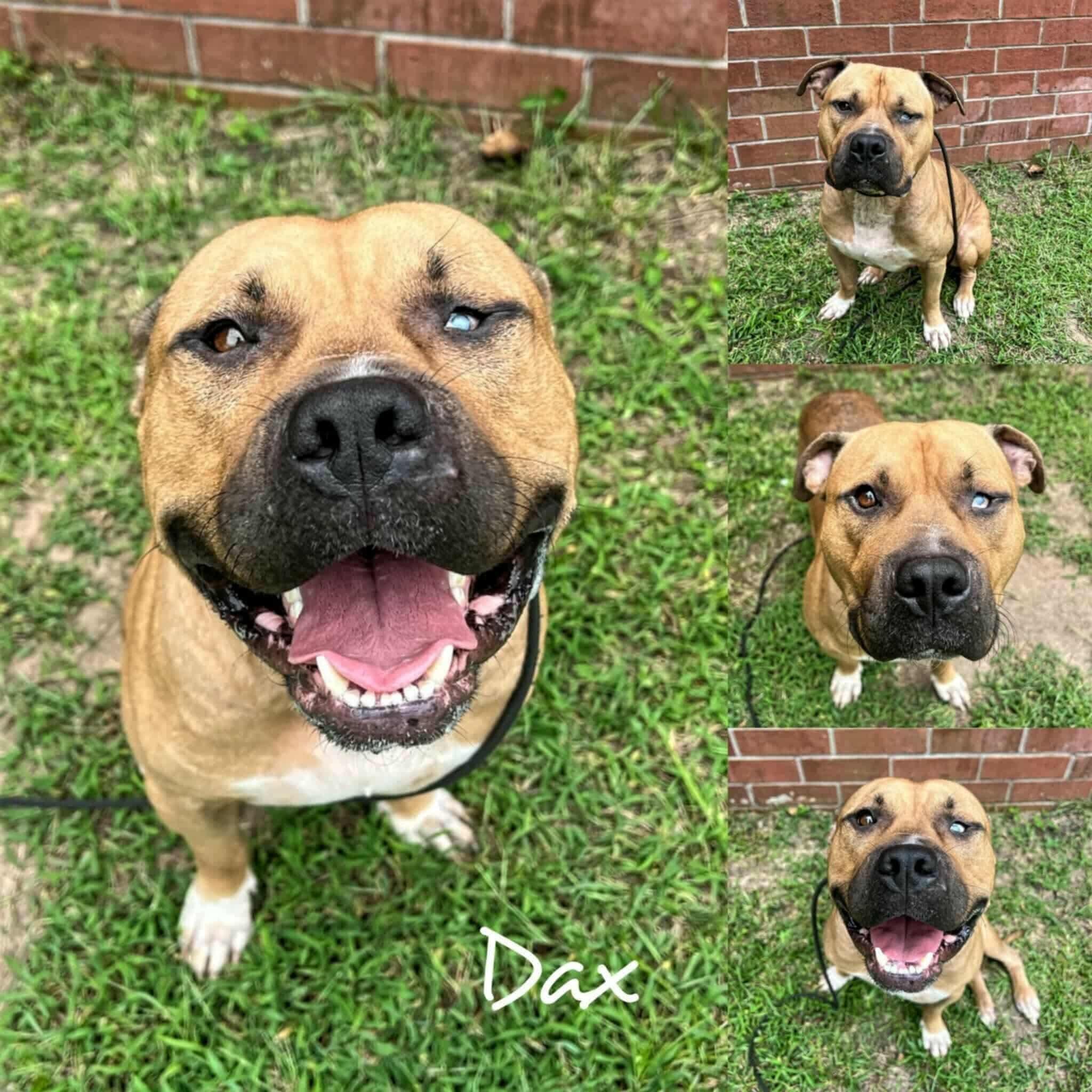 Enlarge Dax, a ADOPTABLE mixed breed in Ridgefield , NJ image 1/1