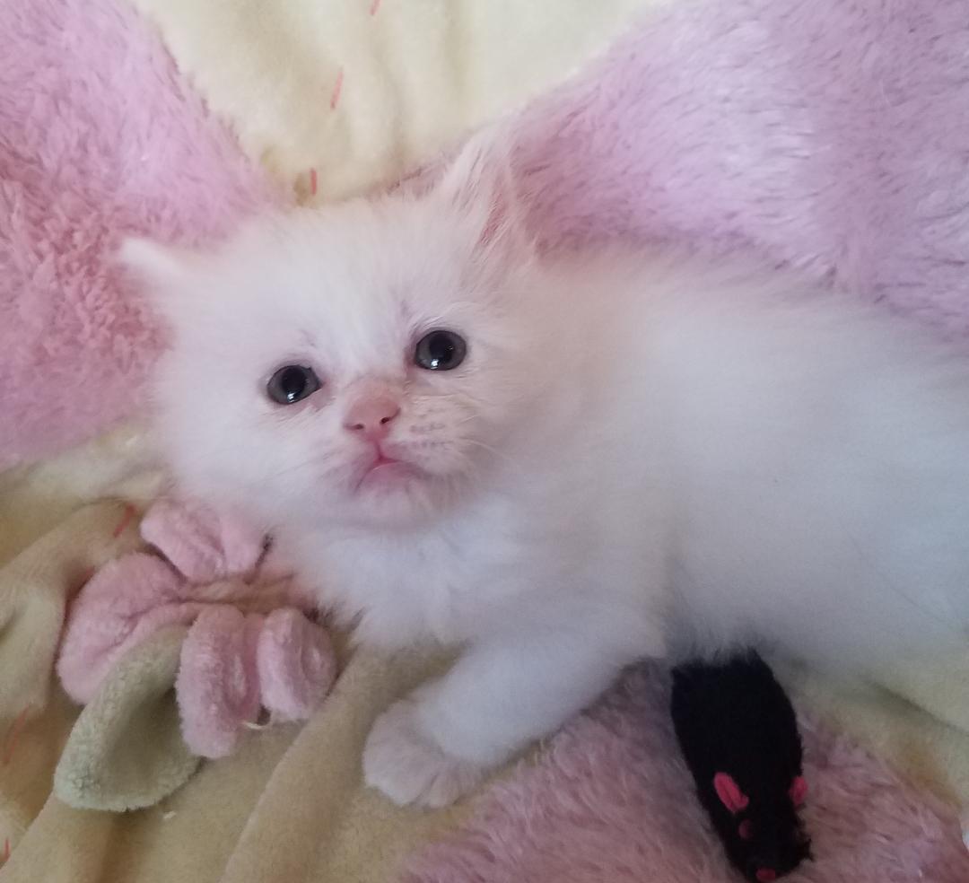 Belle, Adopted, Kitten Female Domestic Medium Hair.