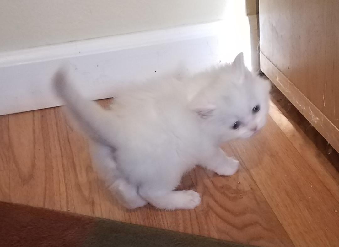 Belle, a Adopted Domestic Medium Hair in Aurora, CO image 3/3