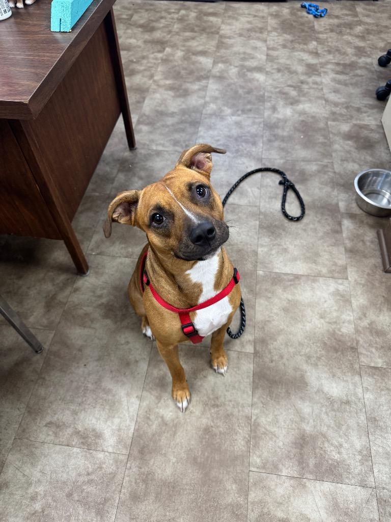 Enlarge FlufferNutter, a Adoptable mixed breed in Springfield, OH image 1/1