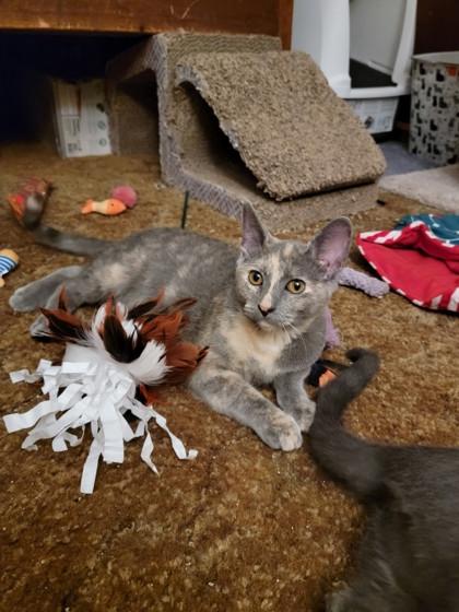 Dixie, Adoptable, Young Female Domestic Short Hair & Domestic Short Hair.