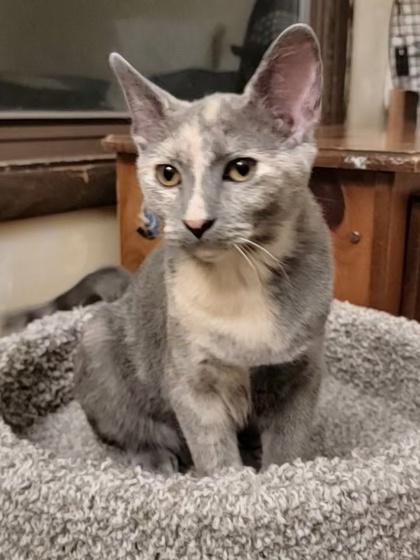 Dixie, a Adoptable Domestic Short Hair in Romeoville, IL image 3/3